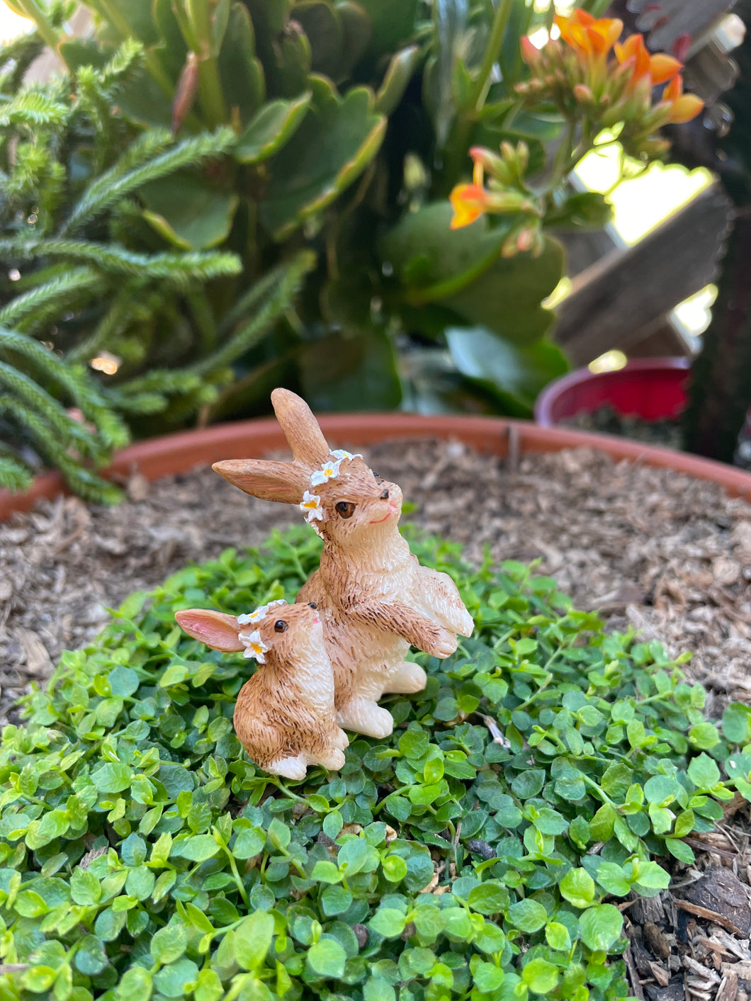 Rabbit Mother and Baby